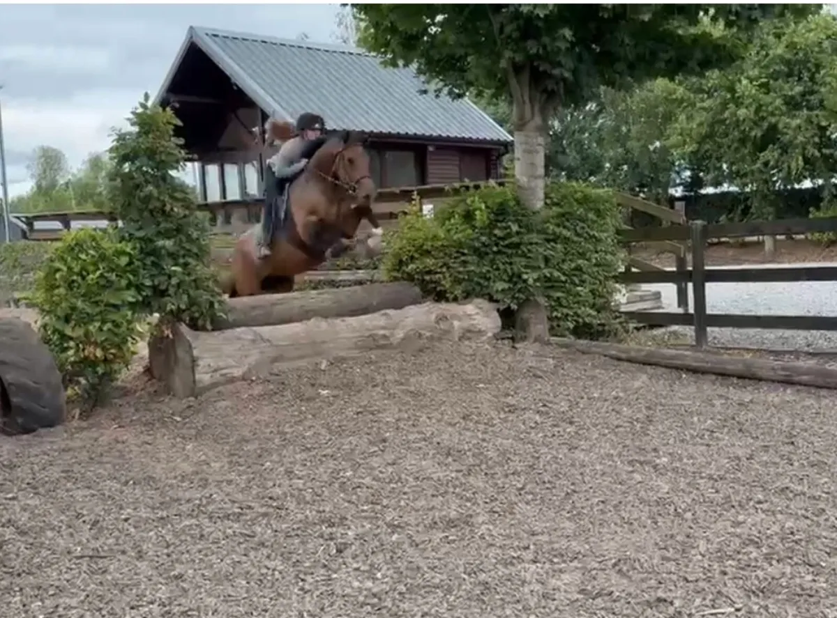 Horse - Image 2
