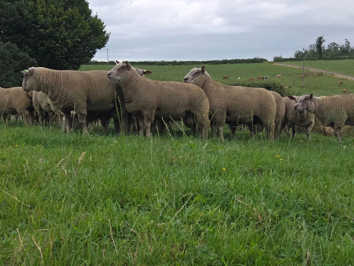 Pedigree registered charollais ram lambs - Image 1