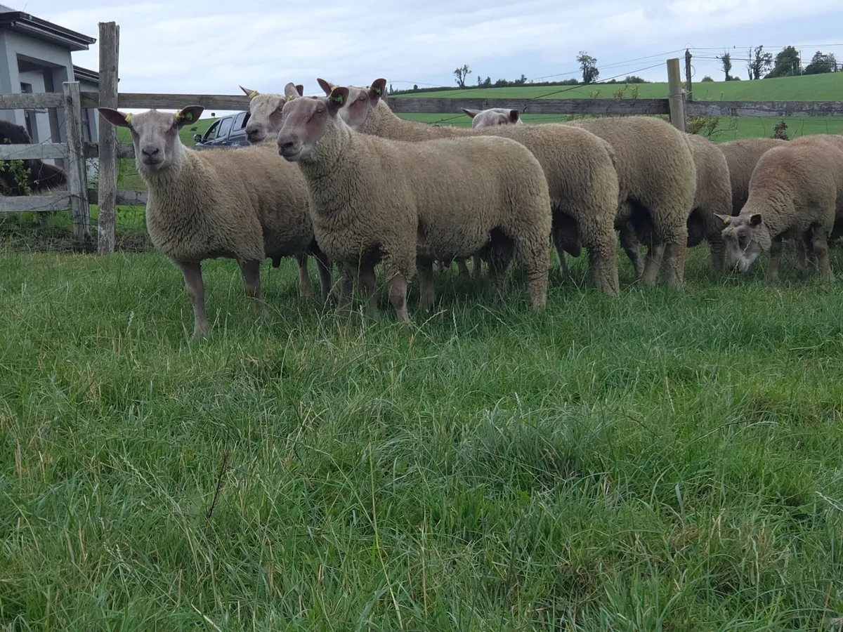Pedigree registered charollais ram lambs - Image 2