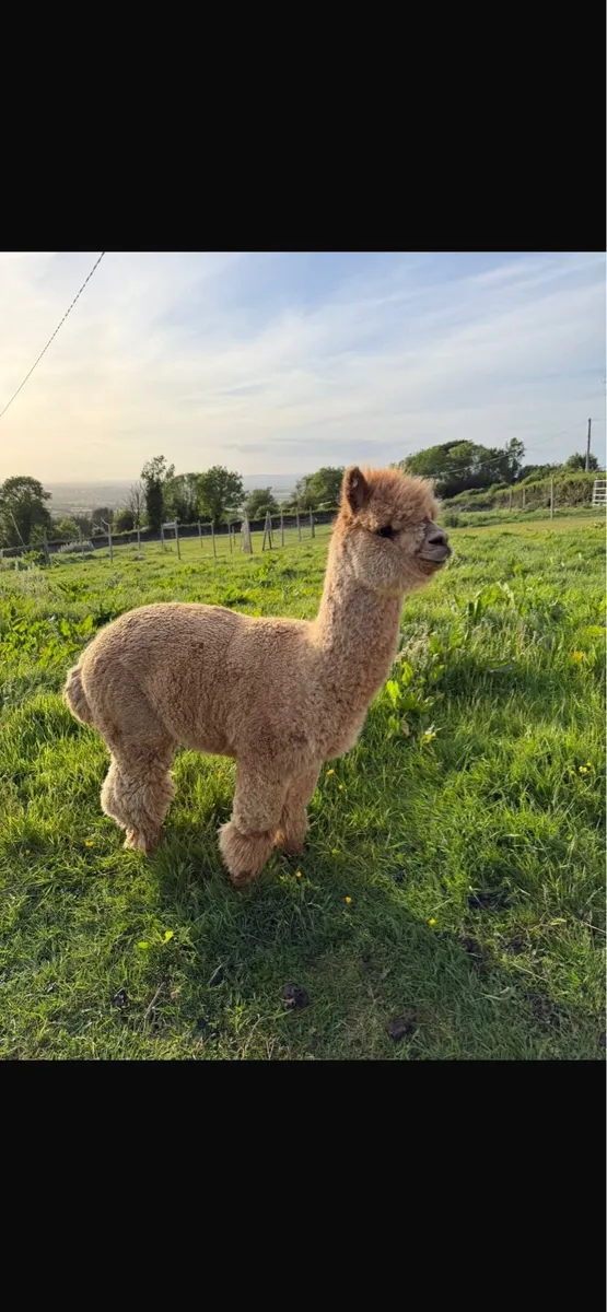 Alpacas - Image 1