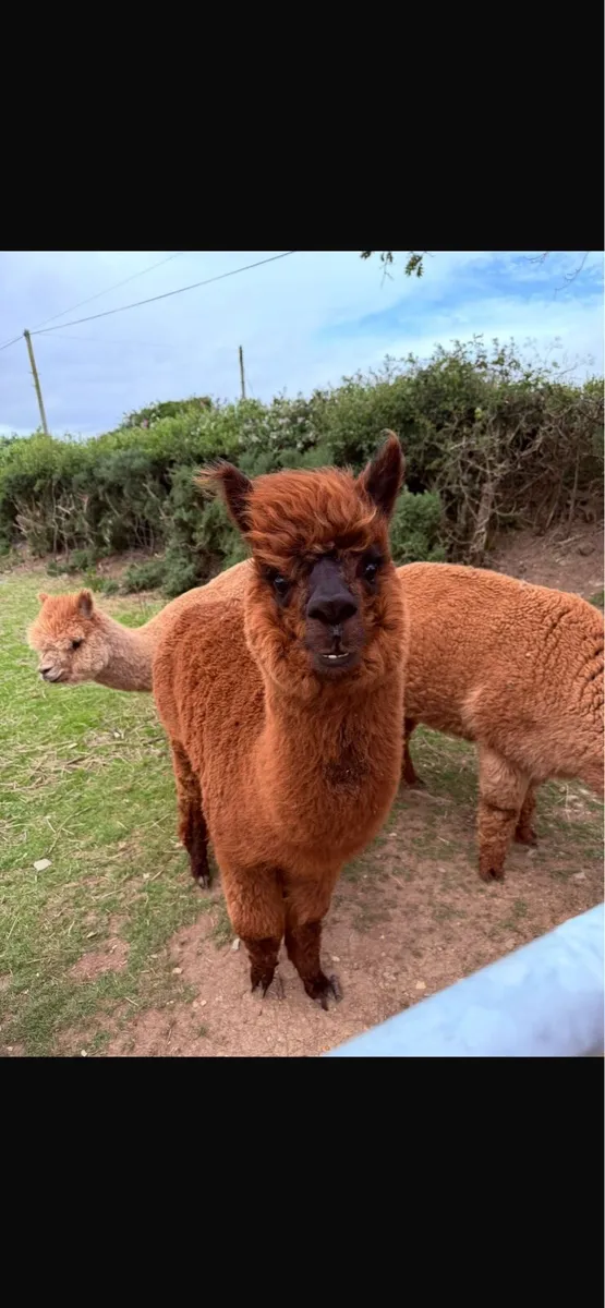 Alpacas - Image 2