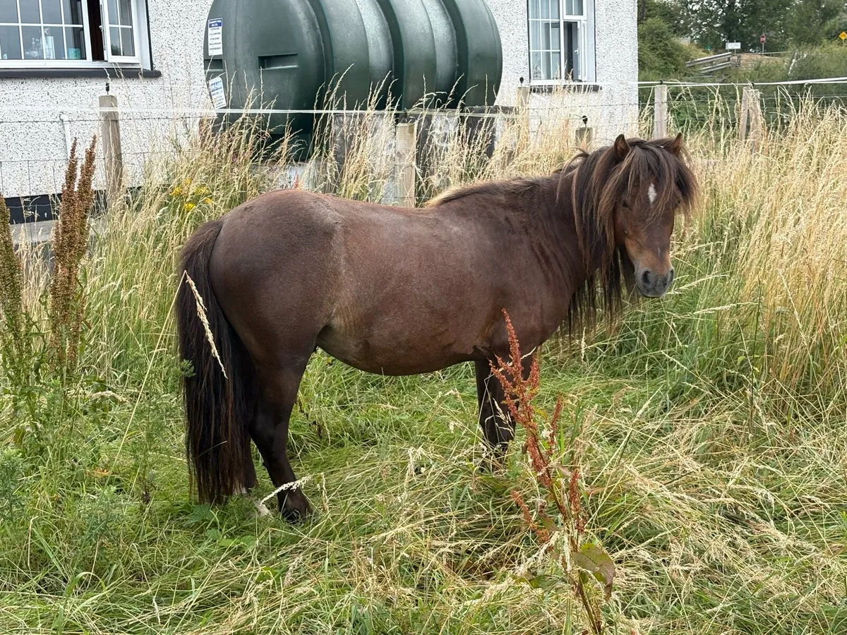 Pony - Image 4