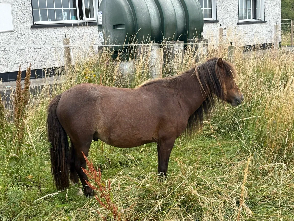 Pony - Image 2