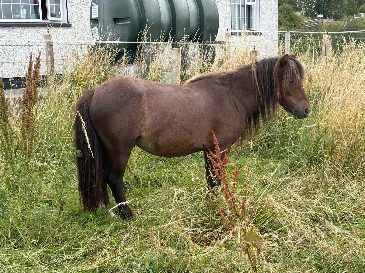 Pony - Image 3