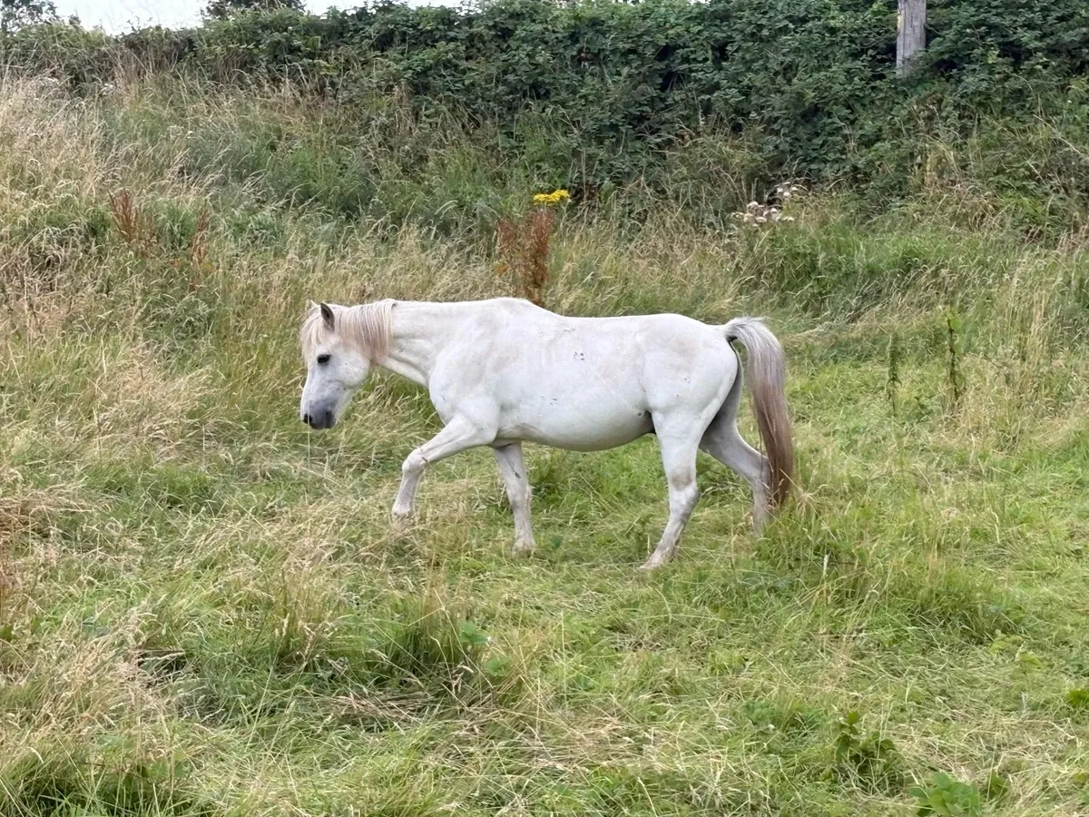 Gelding - Image 4