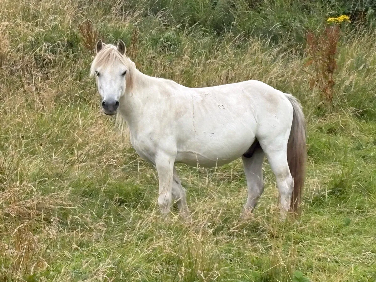 Gelding - Image 1
