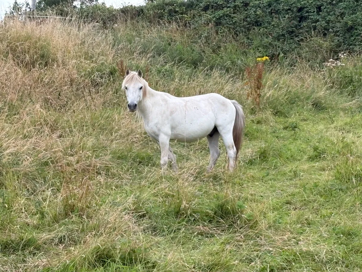 Gelding - Image 2