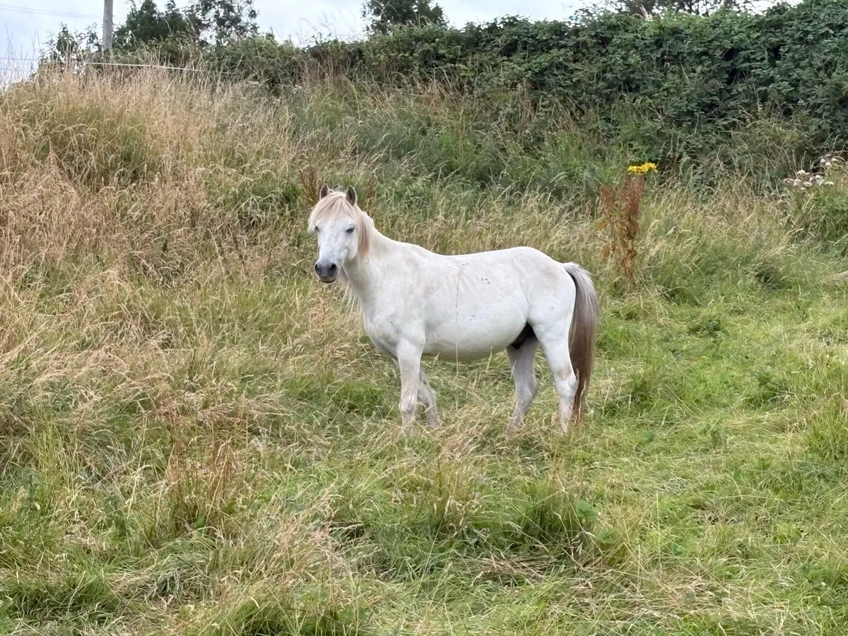 Gelding - Image 3