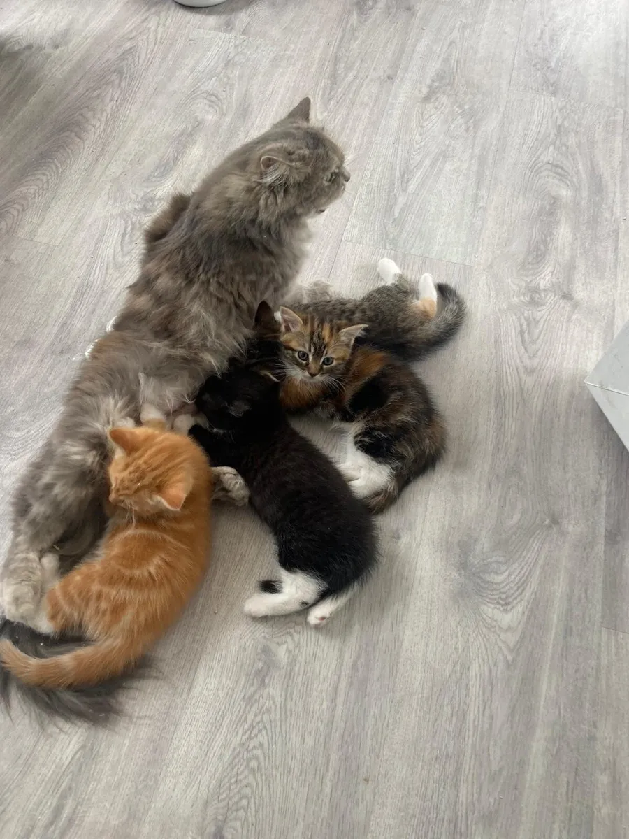 Kittens - Image 1