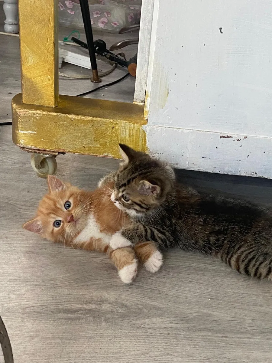 Kittens - Image 2