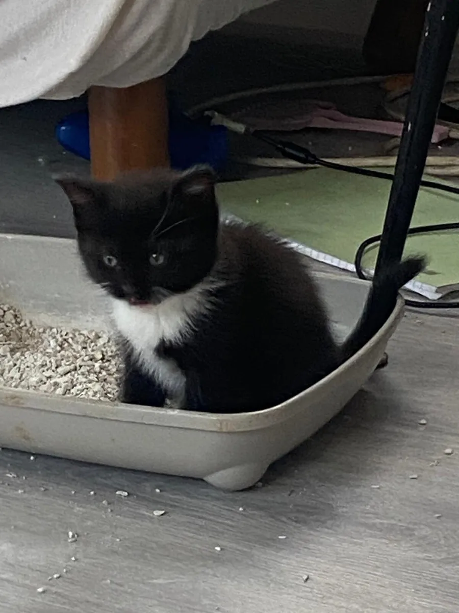 Kittens - Image 3
