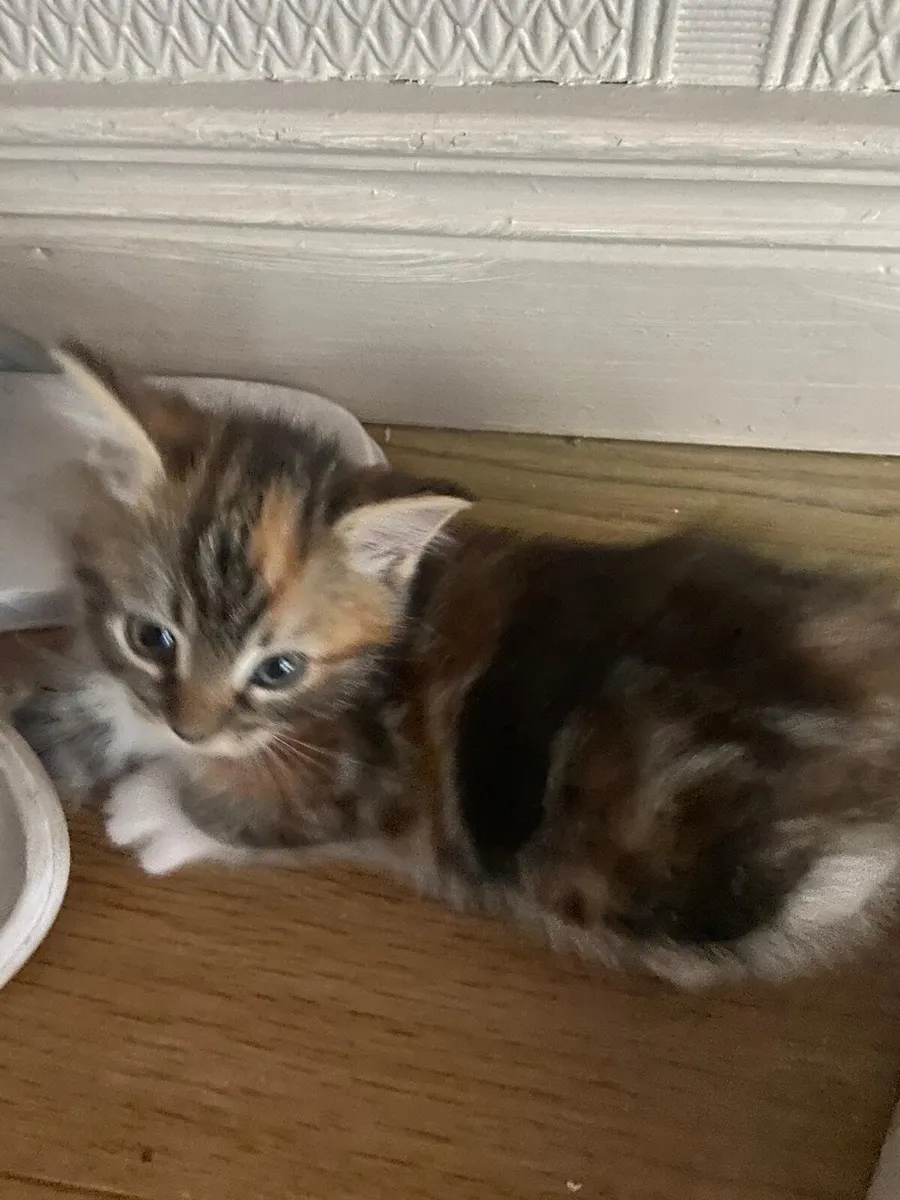 Kittens - Image 4
