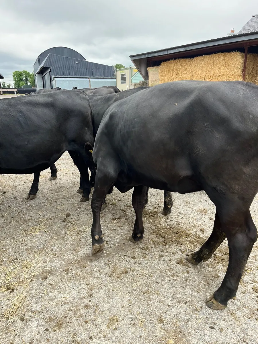 Cattle - Image 1