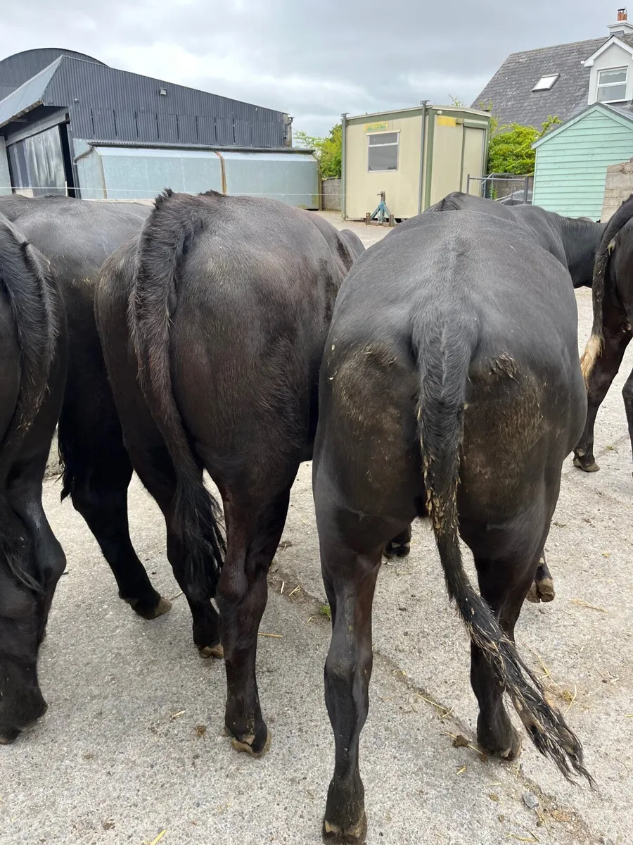 Cattle - Image 2