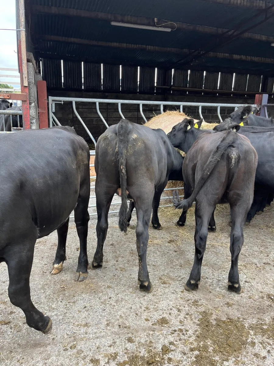 Cattle - Image 3