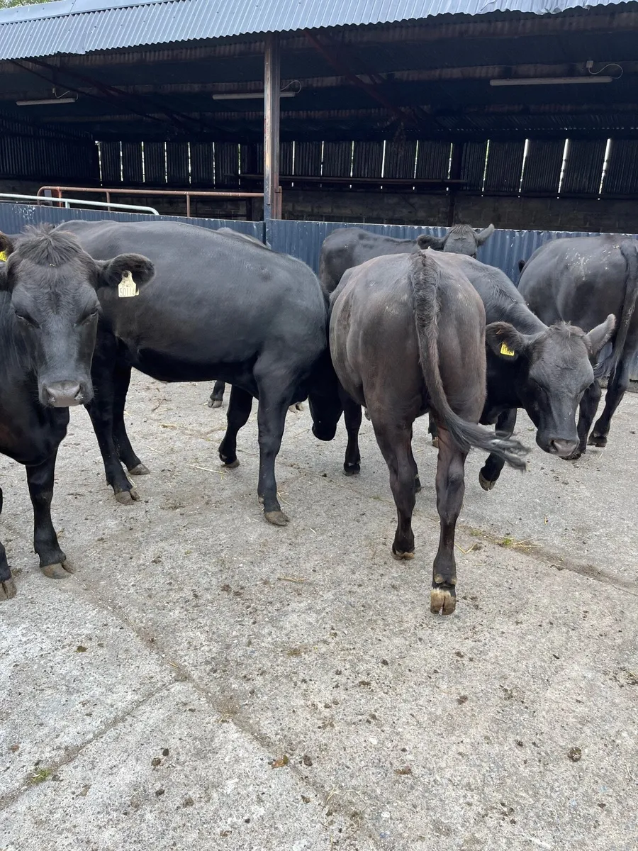Cattle - Image 4