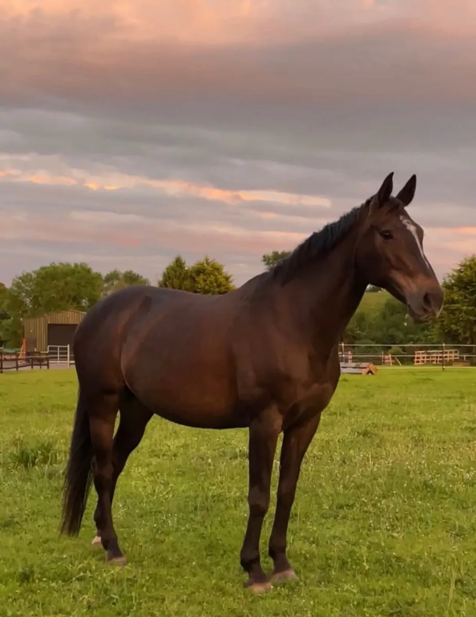 Cavalier Royale Broodmare