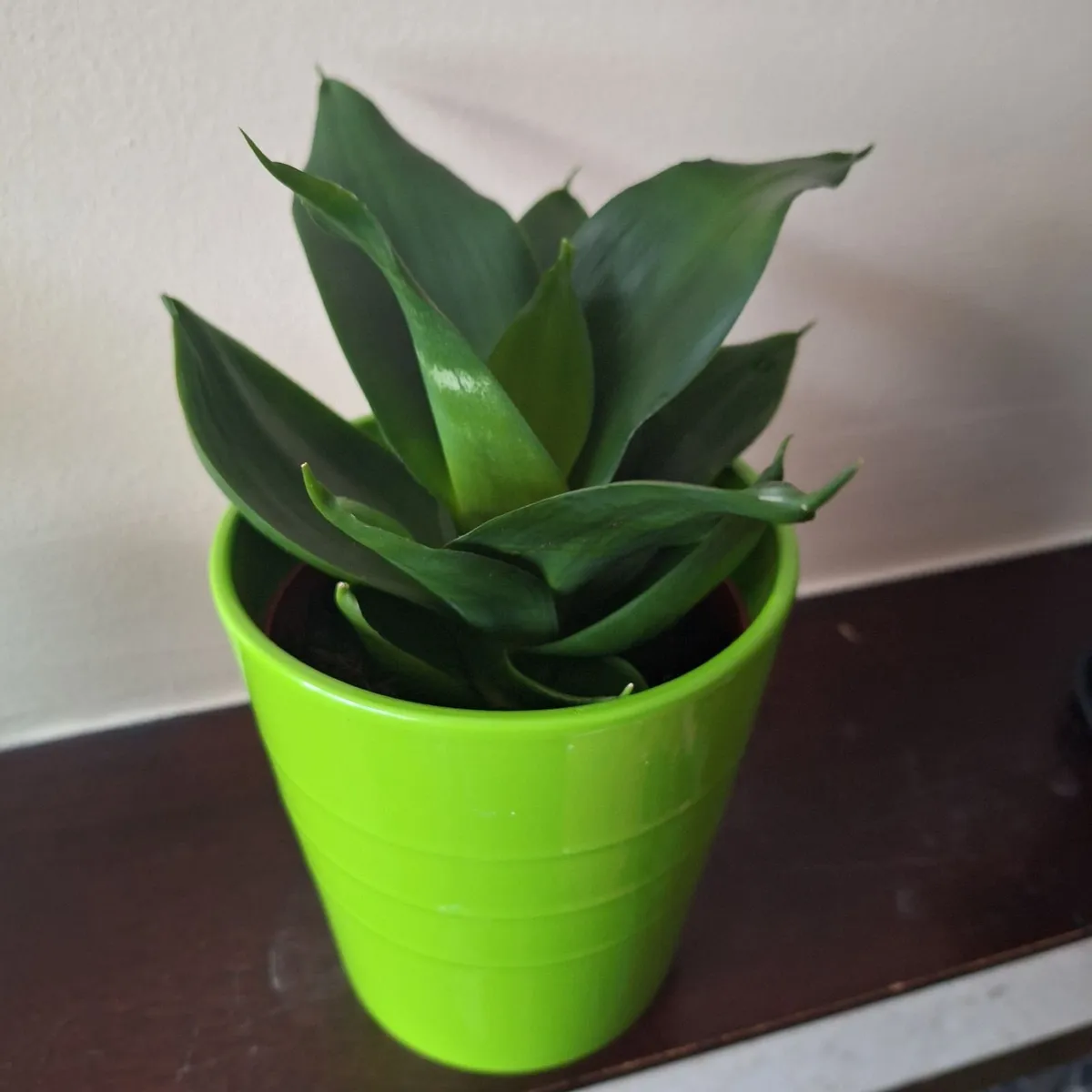 Sansevieria Hahnii Snake Plant in Bright Green Pot - Image 1