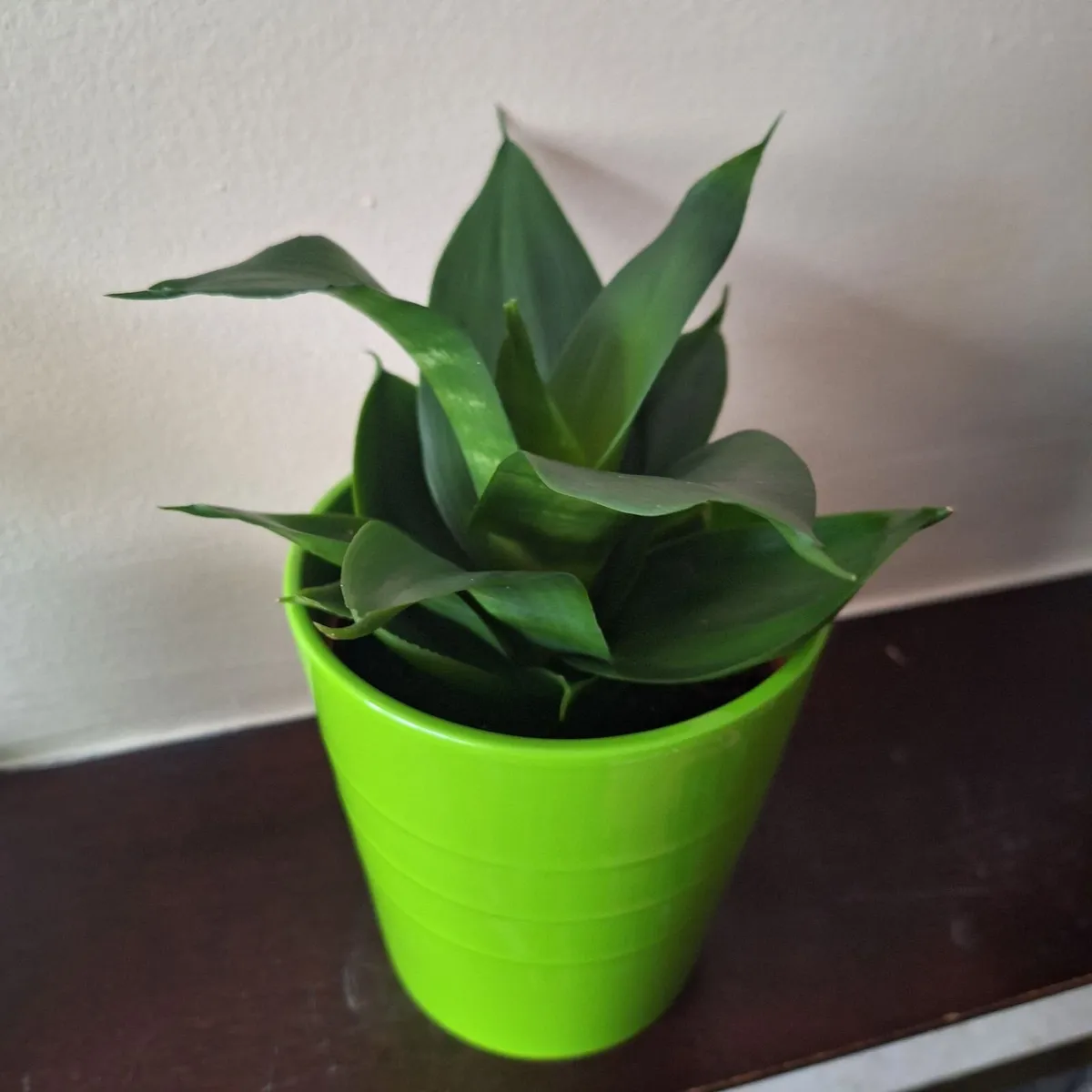 Sansevieria Hahnii Snake Plant in Bright Green Pot - Image 2