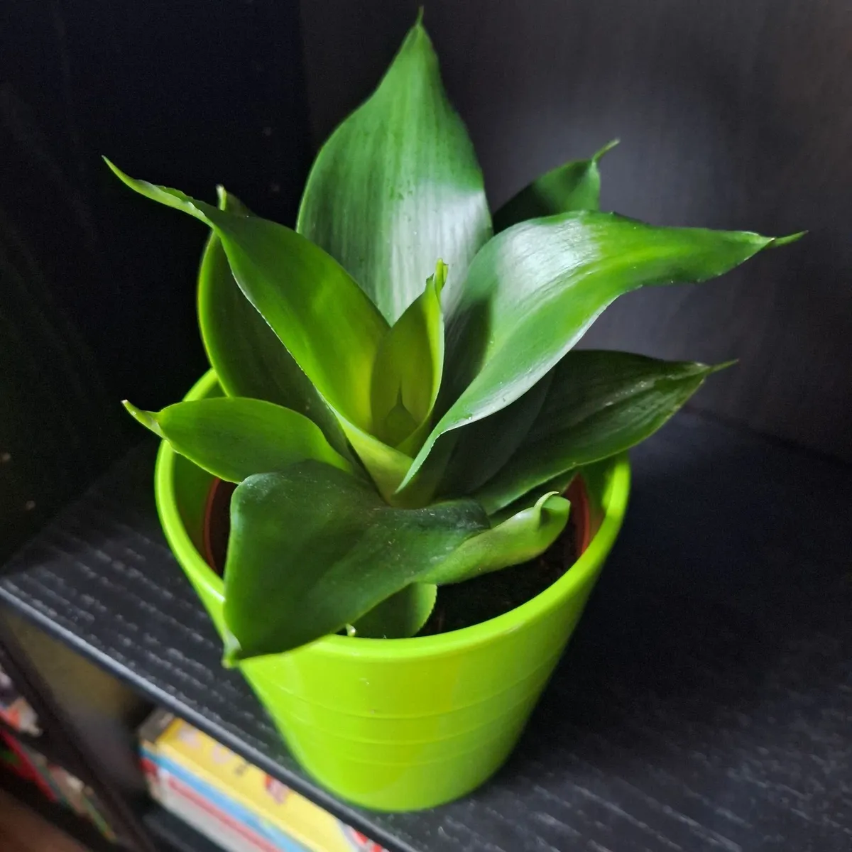 Sansevieria Hahnii Snake Plant in Bright Green Pot - Image 3