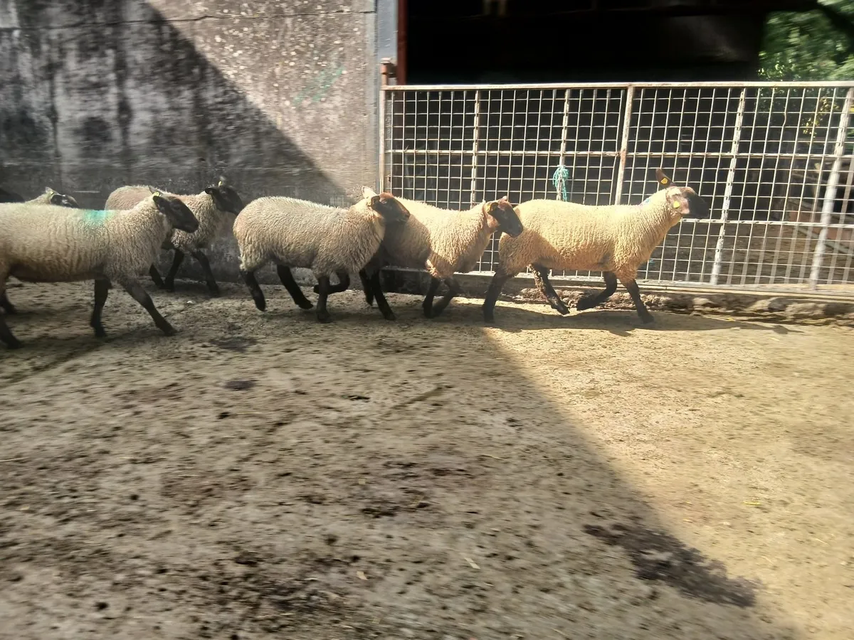 Suffolk x Cheviot Mule/Aberfield's Ewe Lambs - Image 2