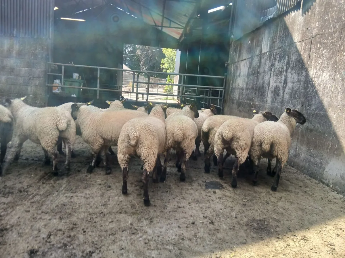 Suffolk x Cheviot Mule/Aberfield's Ewe Lambs - Image 3