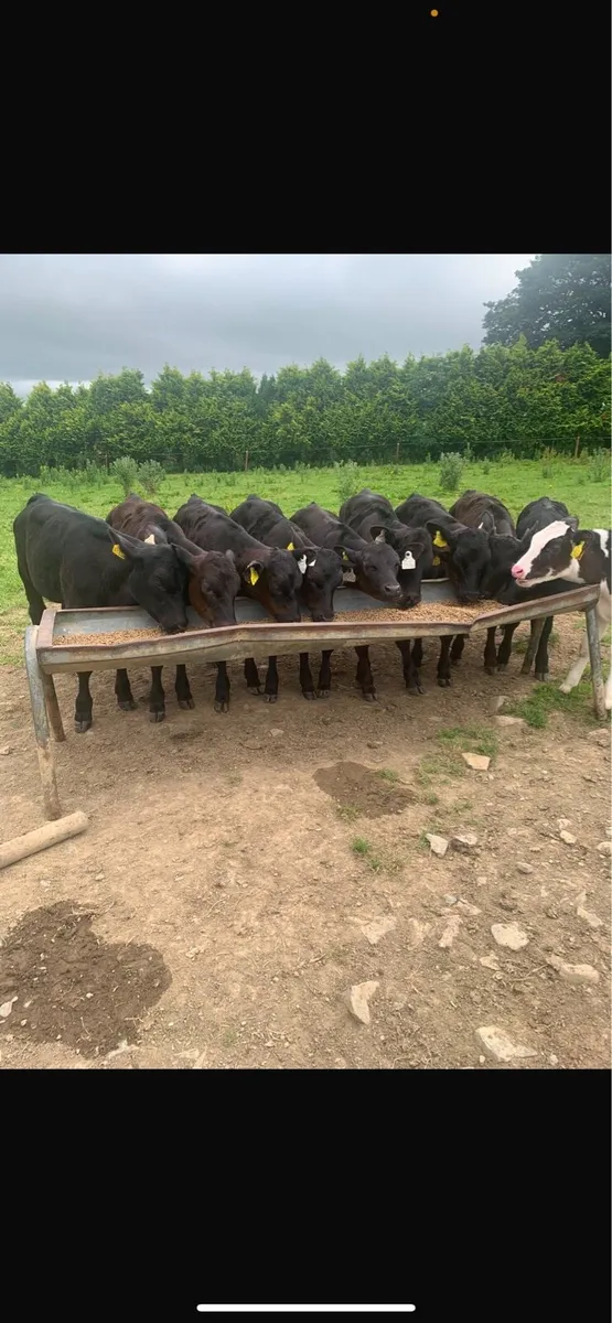 9 AA March Calves - Image 1