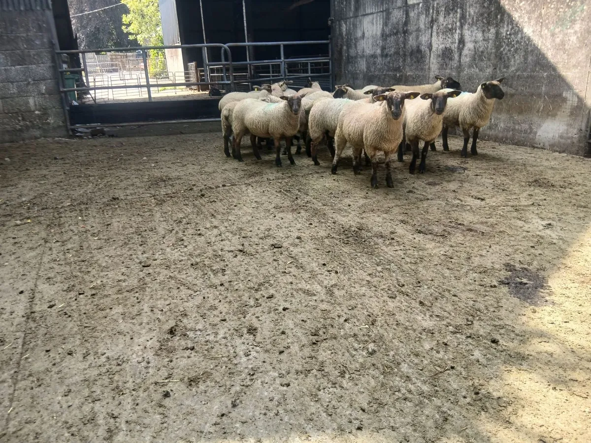 Suffolk x Cheviot Mule/Aberfield's Ewe Lambs - Image 4