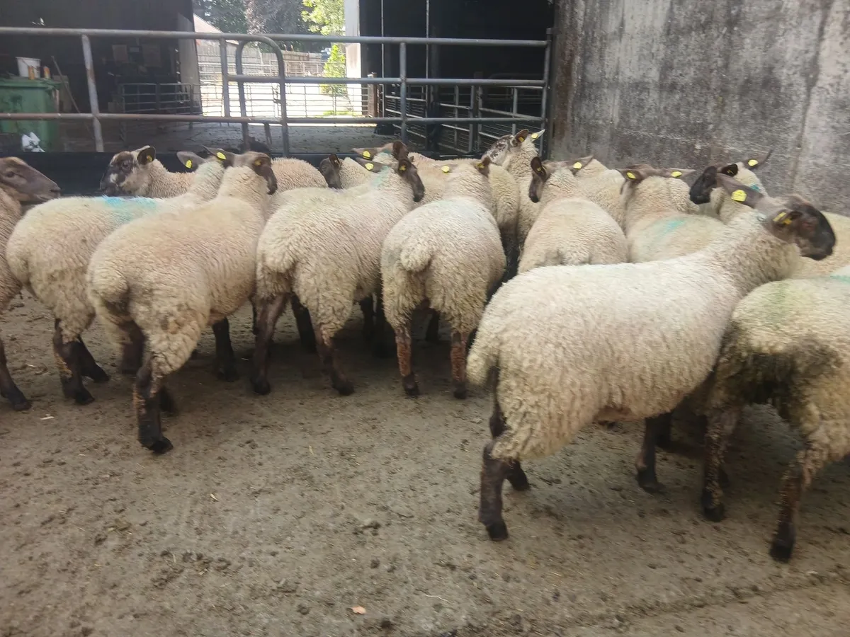 Suffolk x Cheviot Mule/Aberfield's Ewe Lambs - Image 1