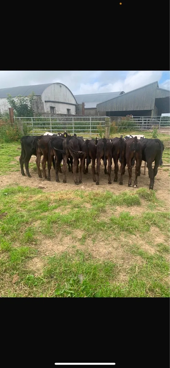 9 AA March Calves - Image 3