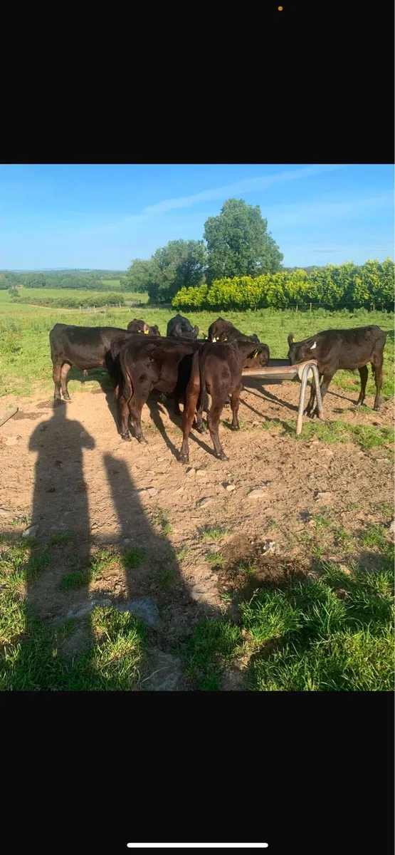 9 AA March Calves - Image 2