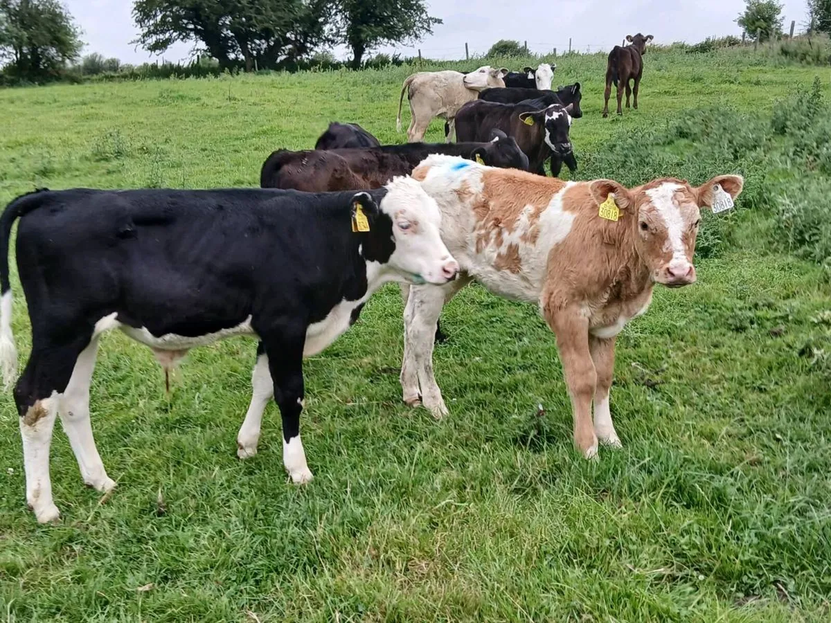 15 Reared Calves Out On Grass - Image 2