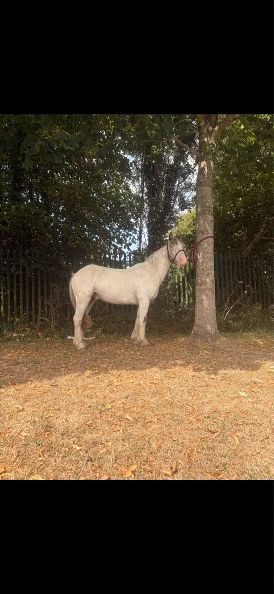 Pony - Image 3