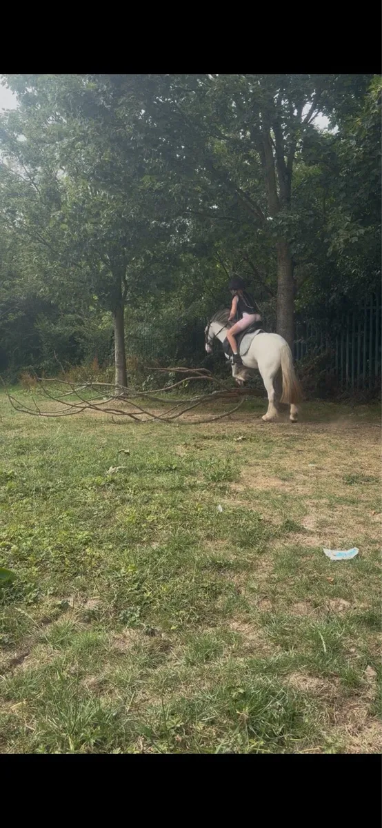 Pony - Image 4