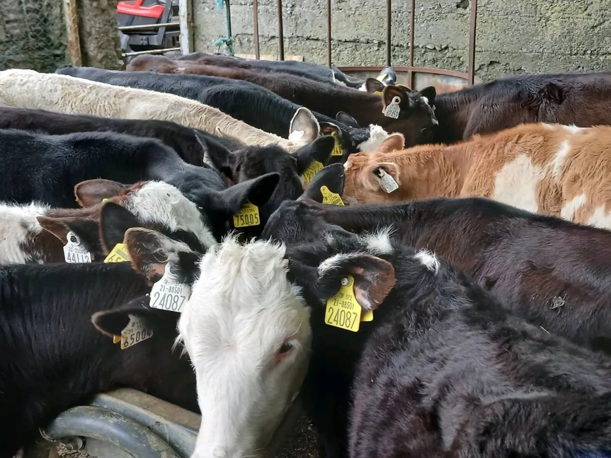 15 Reared Calves Out On Grass - Image 3