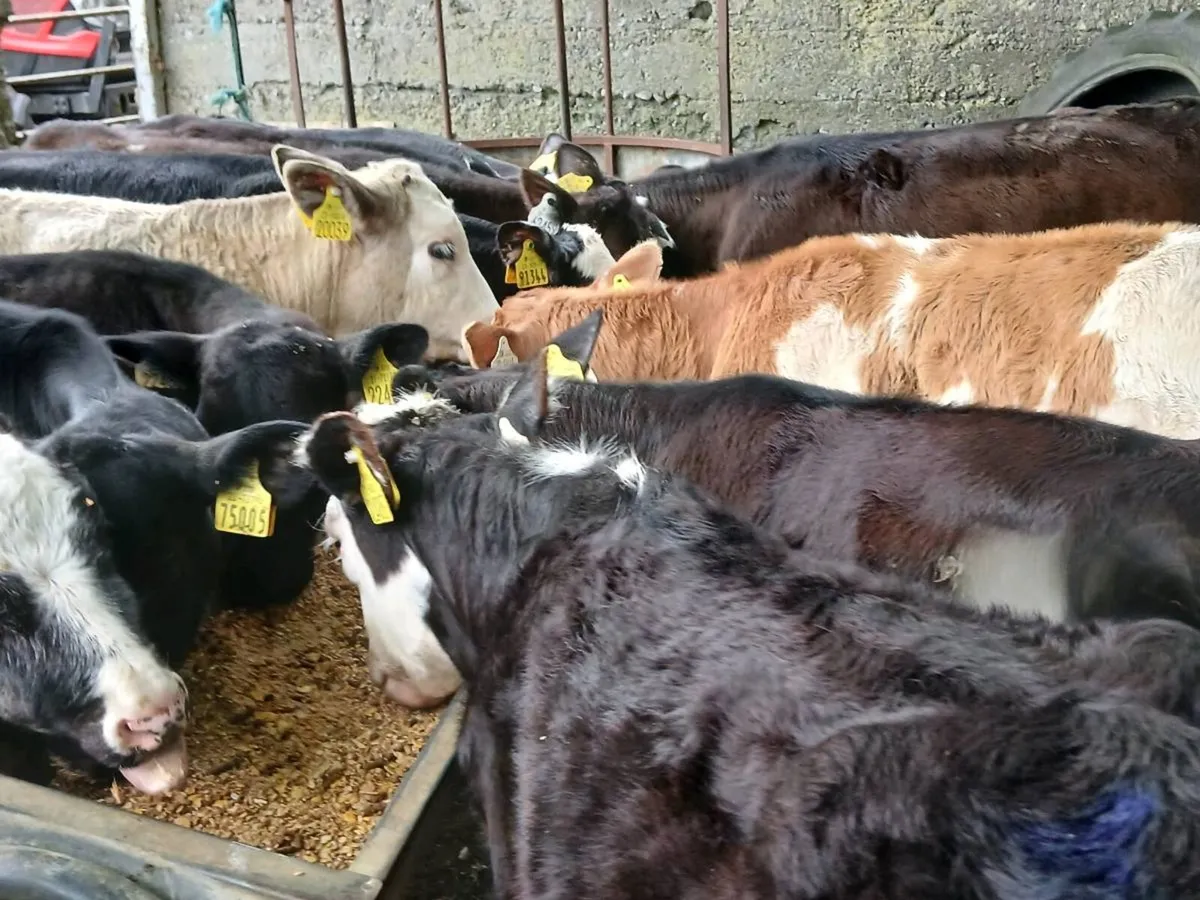 15 Reared Calves Out On Grass - Image 4