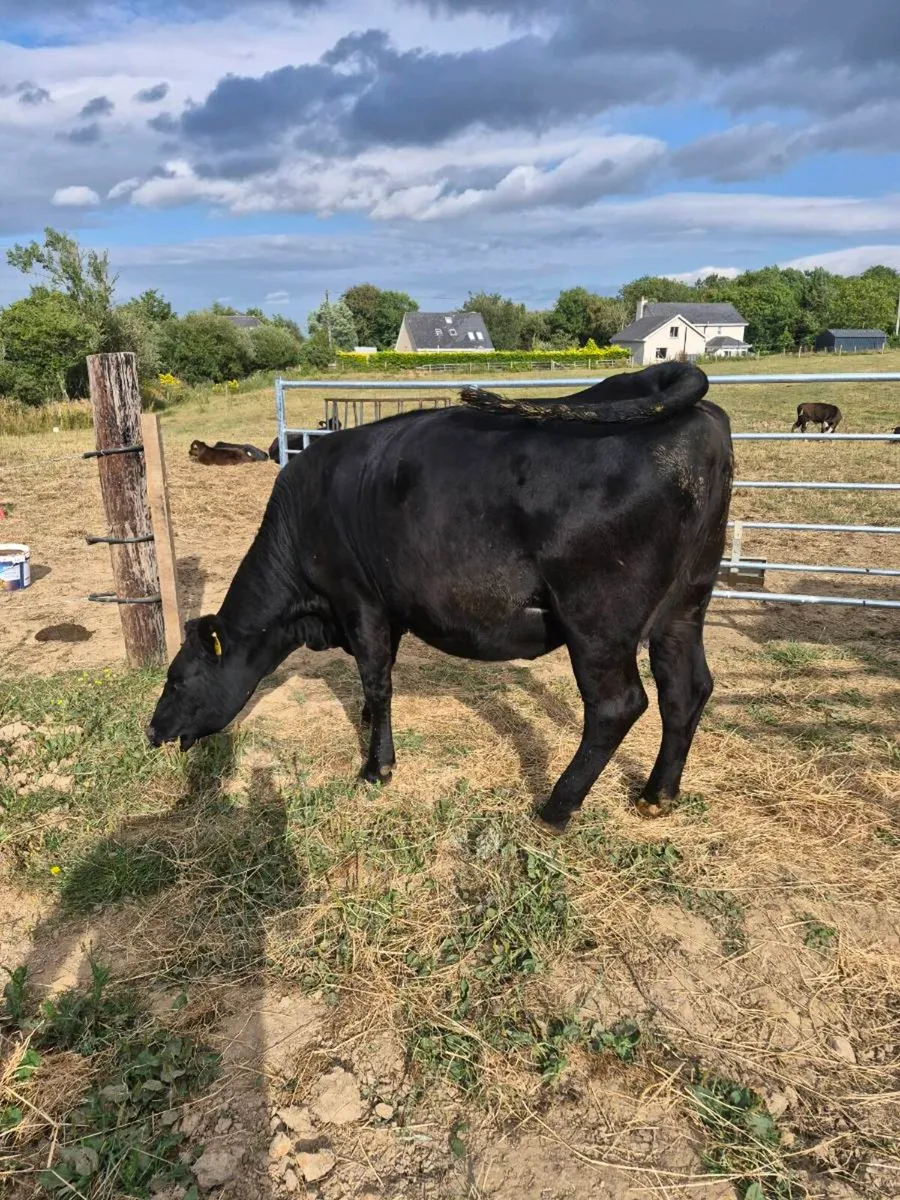 Incalf angus heifer - Image 1