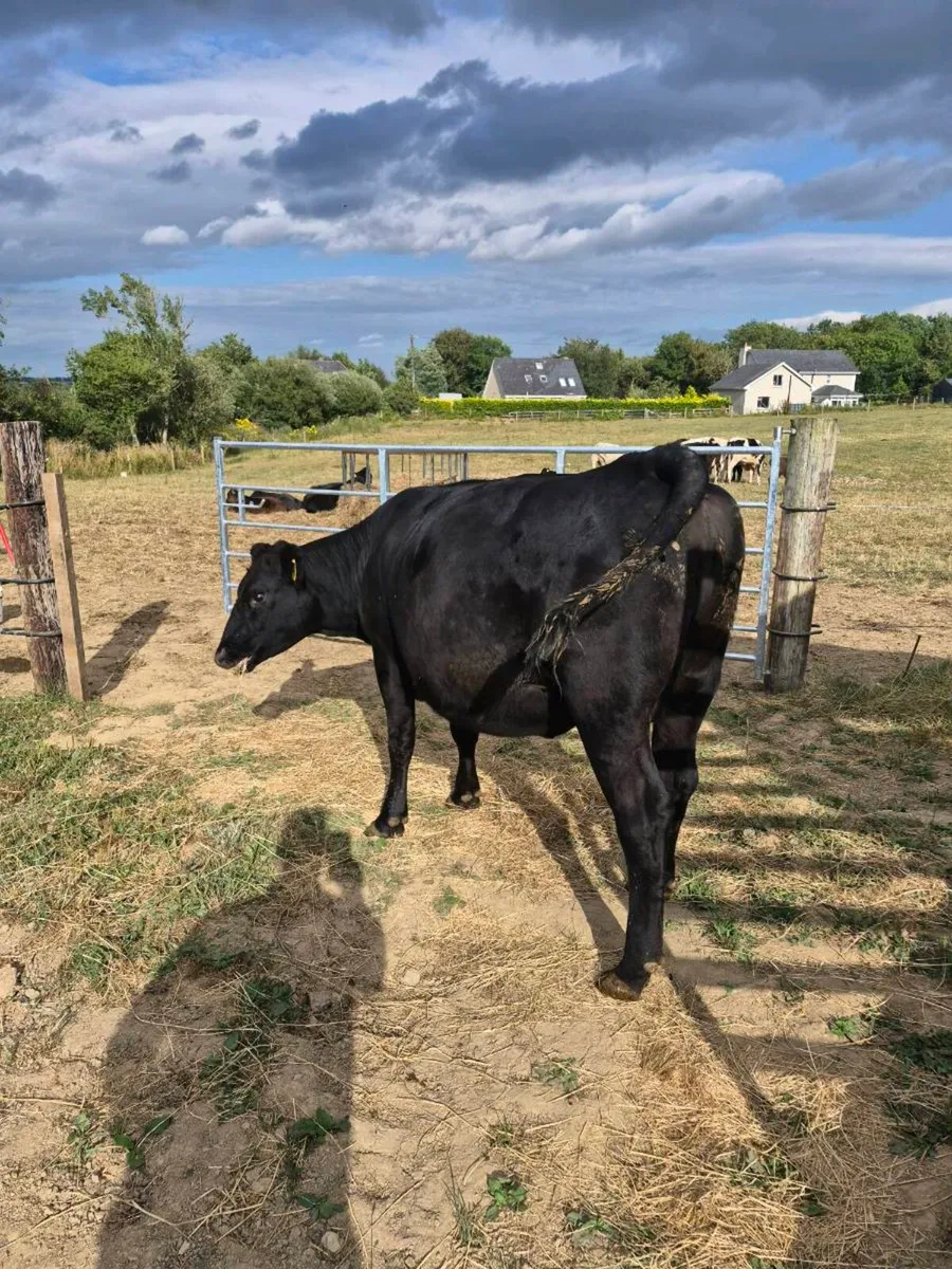 Incalf angus heifer - Image 2