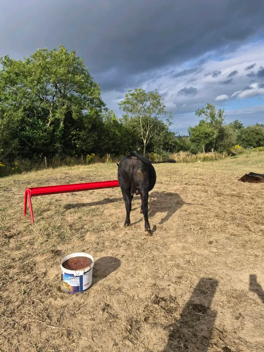 Incalf angus heifer - Image 4