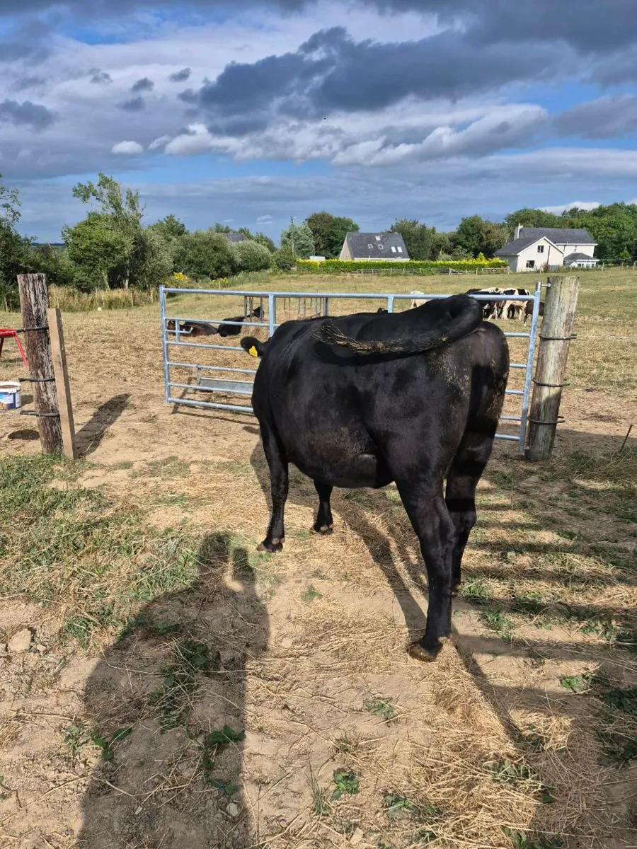 Incalf angus heifer - Image 3