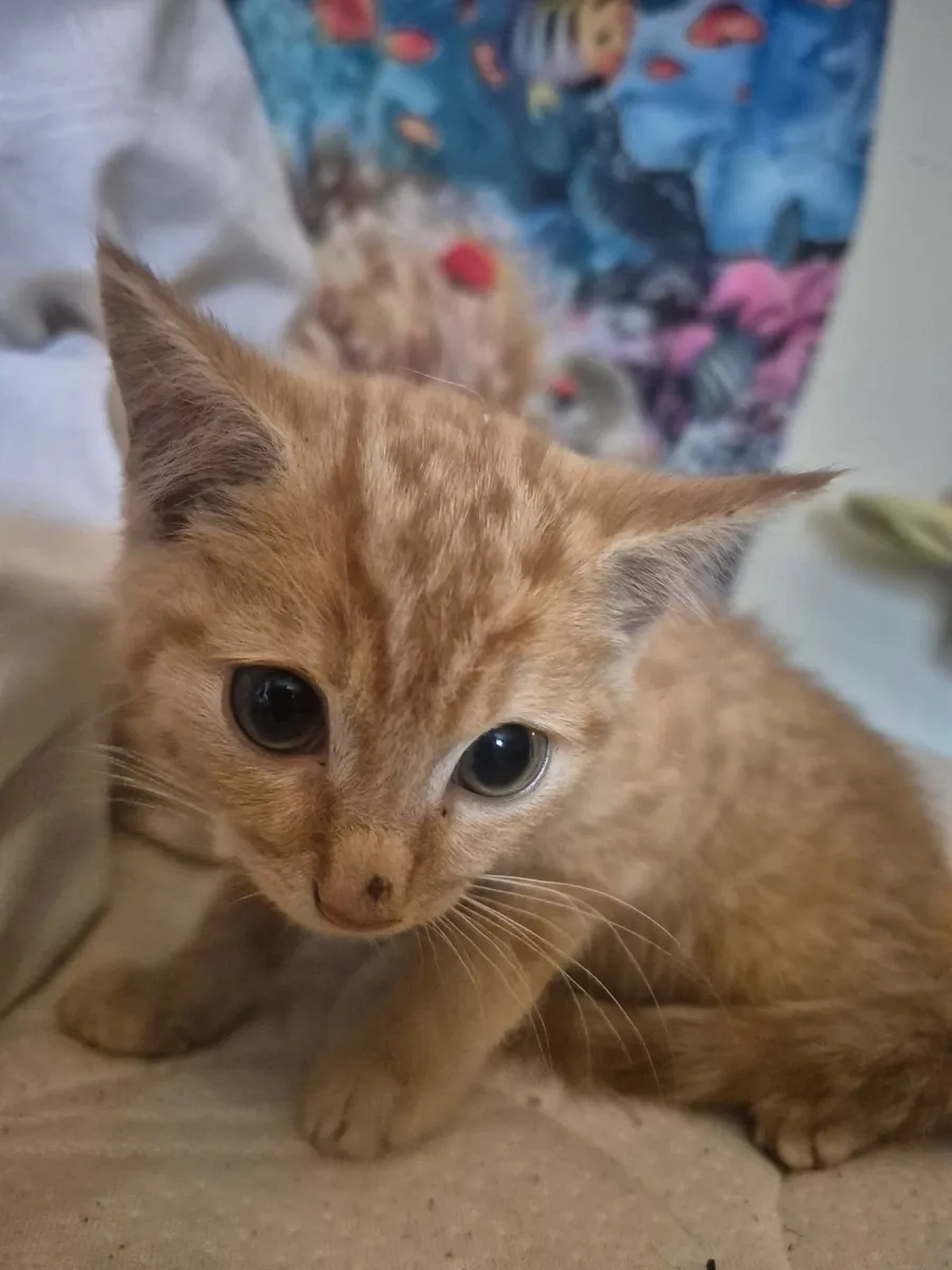 Kitten ginger male - Image 2