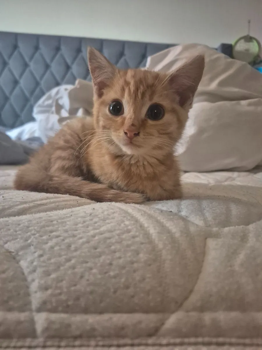 Kitten ginger male - Image 3