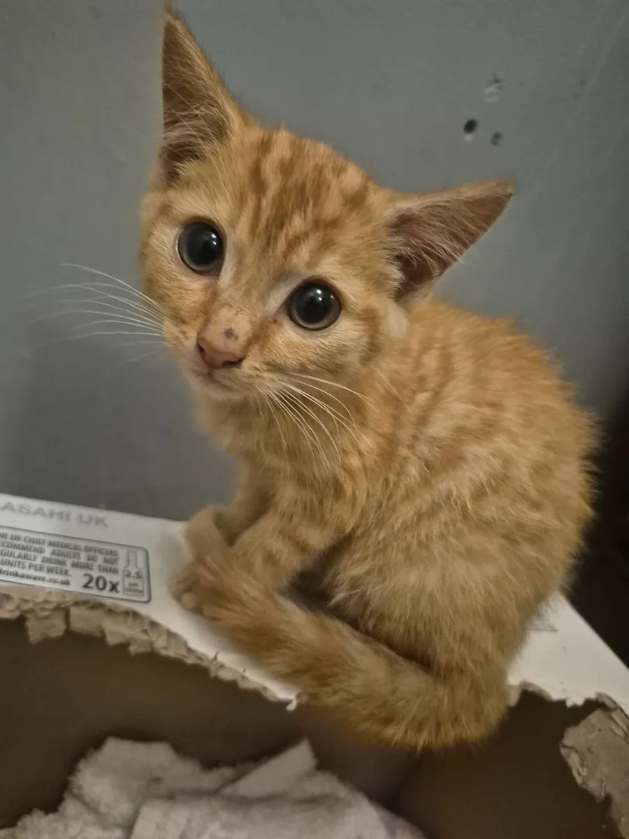Kitten ginger male - Image 4