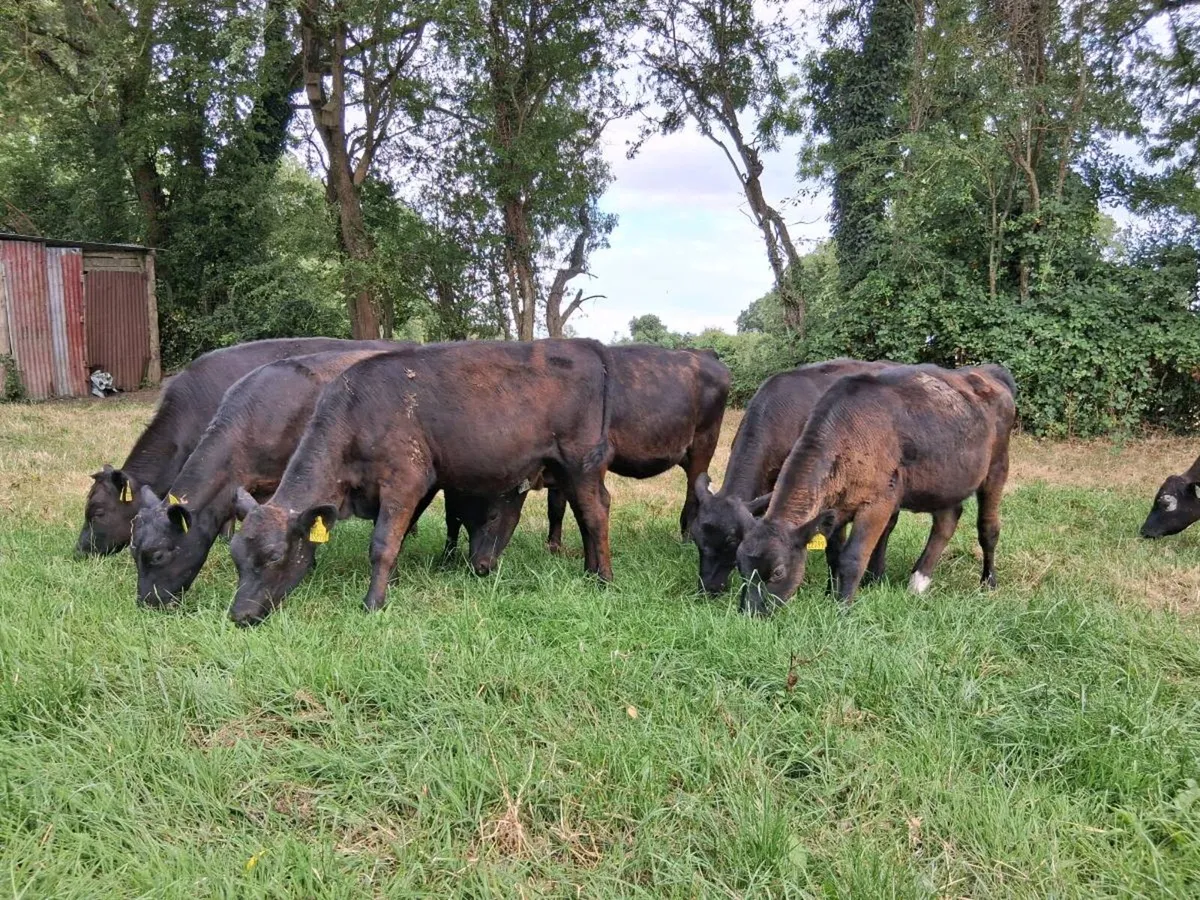 10 Angus Heifer Weanlings - Image 1