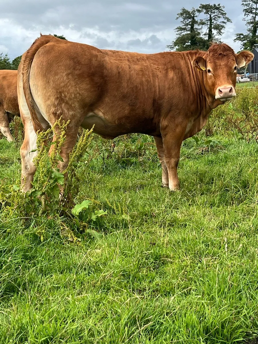 PBR Incalf Heifer - Image 2