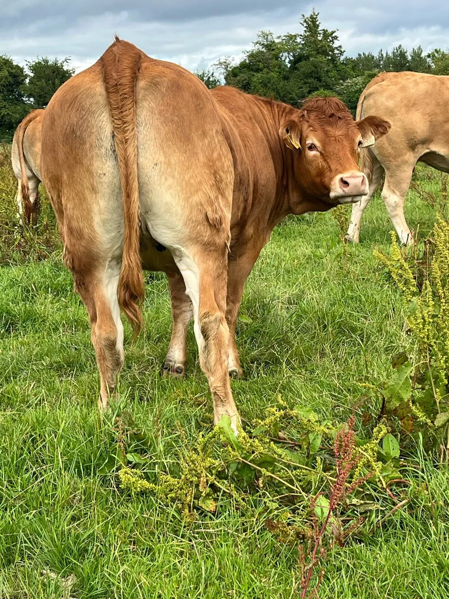 PBR Incalf Heifer - Image 3