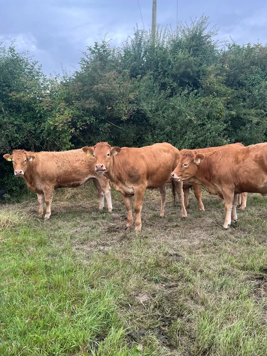 PBR Incalf Heifer - Image 1