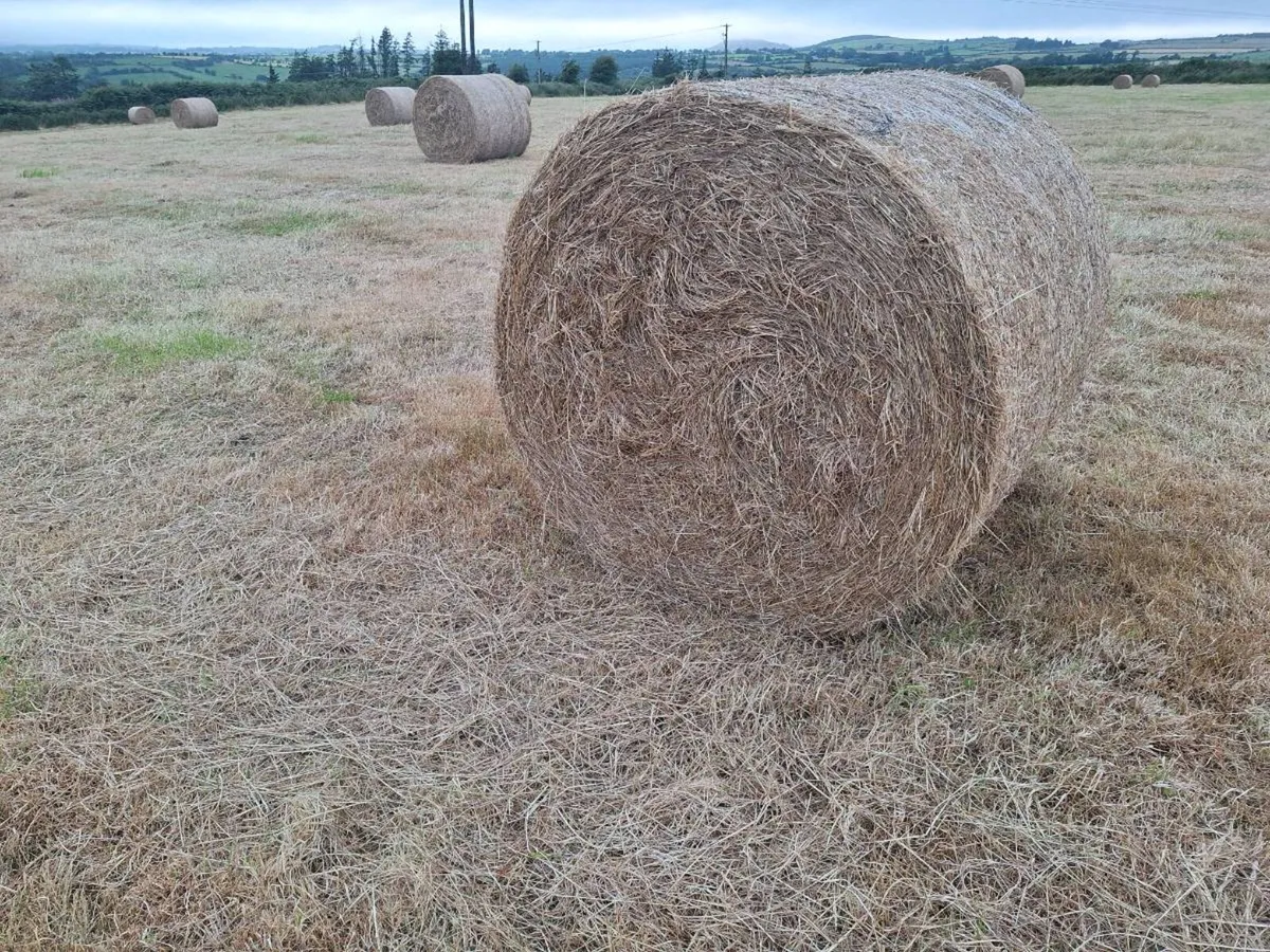 Hay - Image 1