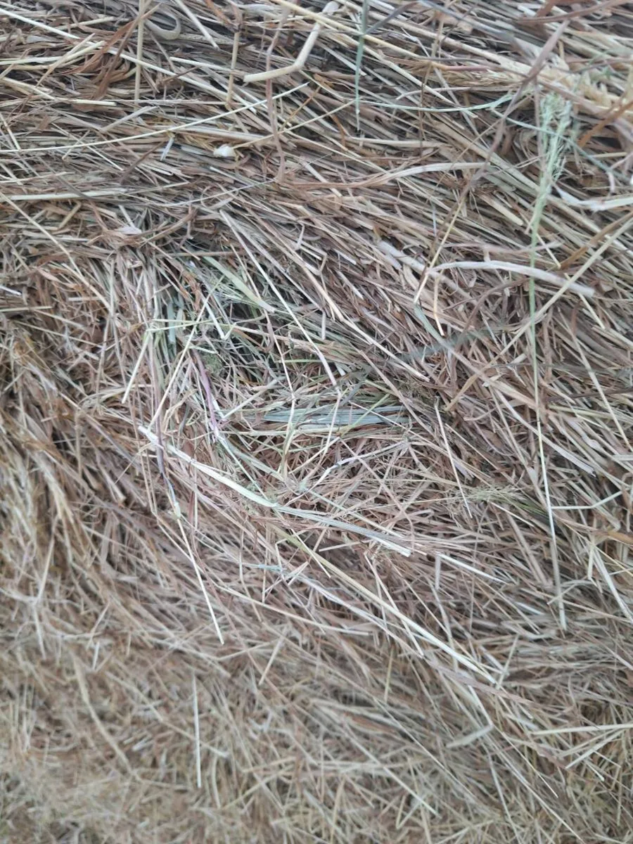 Hay - Image 2
