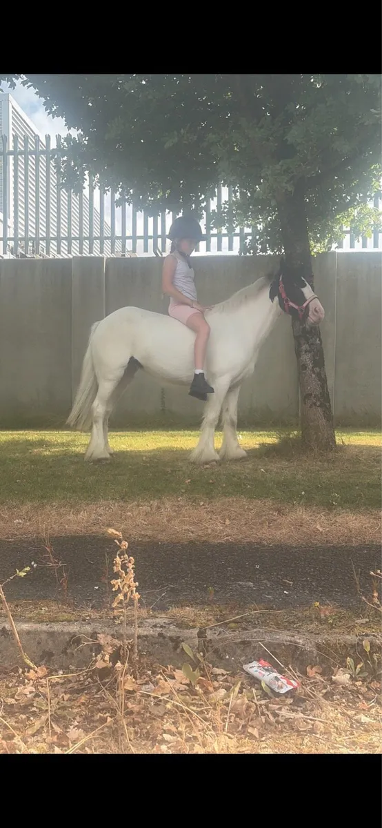 Pony - Image 3